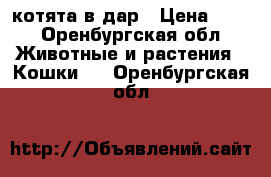 rкотята в дар › Цена ­ 10 - Оренбургская обл. Животные и растения » Кошки   . Оренбургская обл.